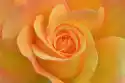 Fototapeta Na Ścianę Pomarańczowa Róża Fp 6445