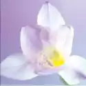  Karnet B2W 202 002 + Koperta Kwiat Biały 16X16 Cm