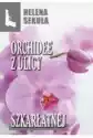 Orchidee Z Ulicy Szkarłatnej