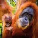  Karnet Kwadrat Z Kopertą Sumatran Orangutan And Ba 