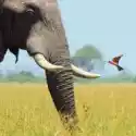  Karnet Kwadrat Z Kopertą African Bull Elephant 