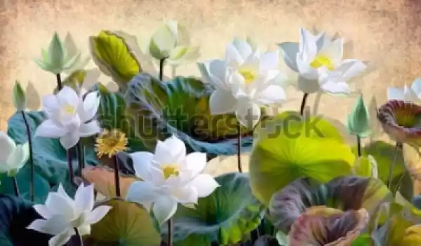 Fototapeta Cyfrowa Ilustracja Kwitnący Biały Lotos Kwitnie Z Zie
