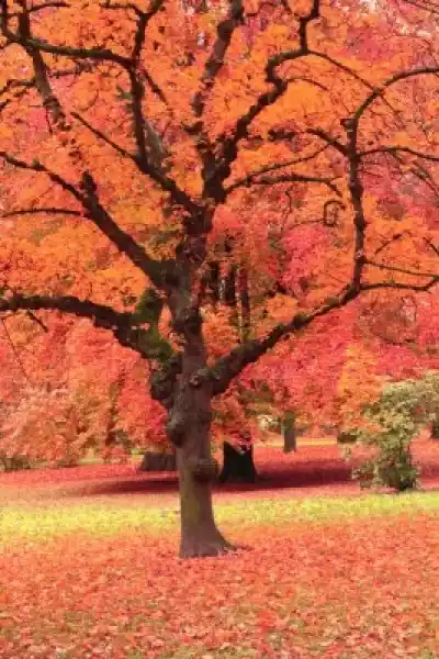 Fototapeta Jesienią Drzewa W Parku