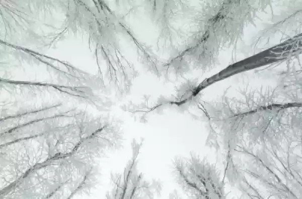 Fototapeta Zima Tle Lasu. Biały Mrożone Drzewa, Niebo I Mgła W L