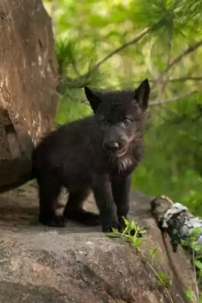 Fototapeta Czarny Wilk (Canis Lupus) Pup Stoi Na Szczycie Skały
