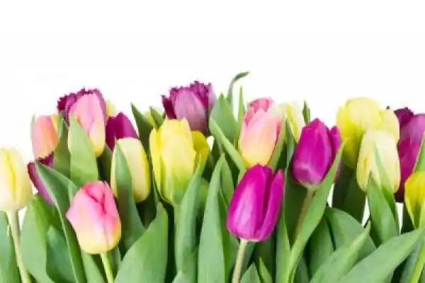 Fototapeta Bukiet Żółtych Tulipanów I Fioletowe Kwiaty