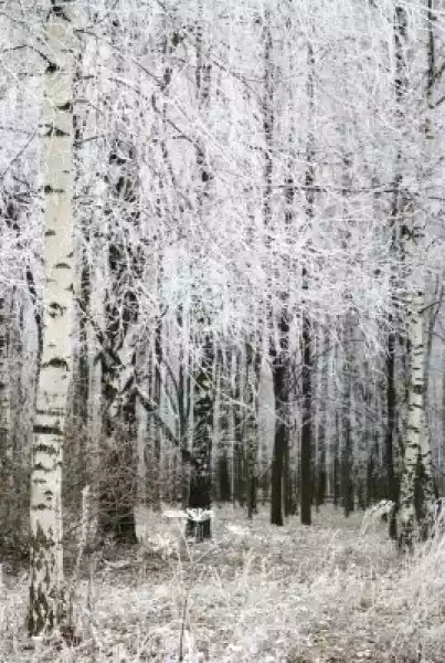 Fototapeta Śniegu Drzewa I Trawy Jesienią