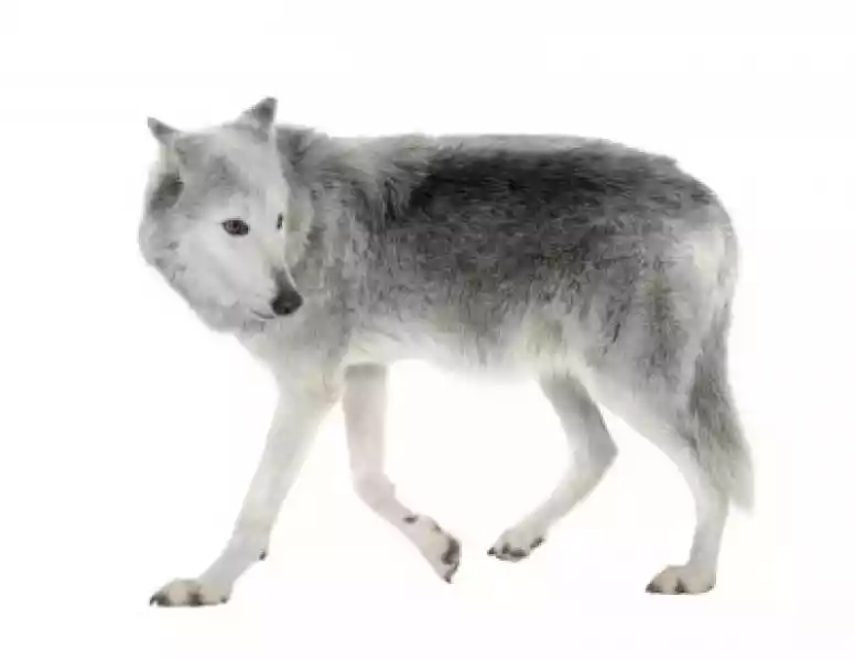 Fototapeta Mackenzie Dolina Wolf ( 8 Lat ) - Canis Lupus Occiden