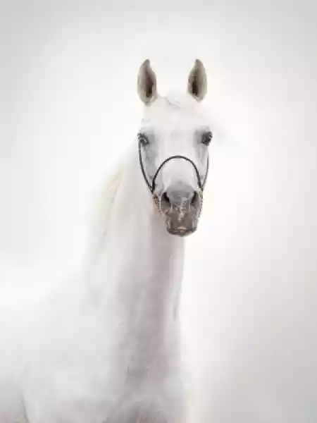 Fototapeta Portret Białego Ogiera Arabskiego Piękne