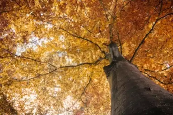 Fototapeta Jesienią Spadek Drzewa Z Liśćmi Pomarańczowy