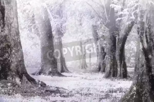 Fototapeta Zima Mgliste I Burzy Śnieżnej W Lesie