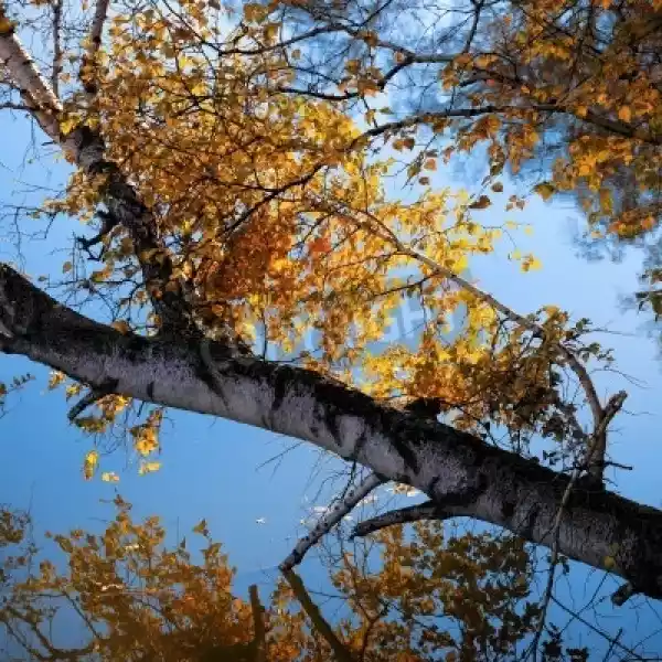 Fototapeta Brzoza Drzewa I Gałęzi Na Jeziorze Jesienią, Piękne N
