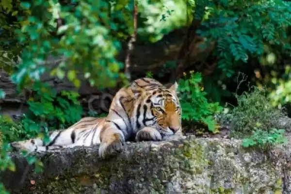 Fototapeta Tiger. Portret Piękne Tiger