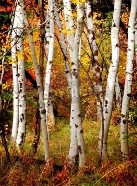 Fototapeta Whitefall Brzoza Drzewa Z Liści Jesienią W Tle
