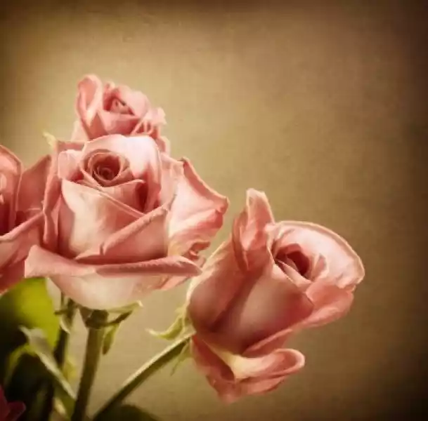 Obraz Piękne Różowe Róże. Vintage Styled. Sepia