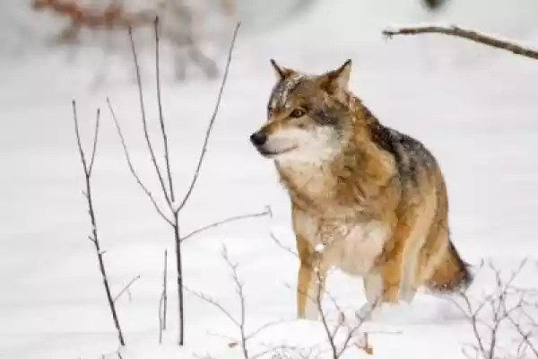 Fototapeta Wilk (Canis Lupus) W Zimie W Obszarze Zwierząt Na Wol