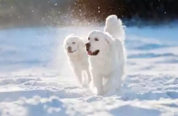 Naklejka Golden Retriever Pies Idzie W Śniegu