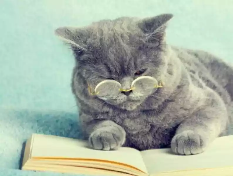 Naklejka Niebieski Kot Brytyjski Nosi Okulary Leżące Na Książki