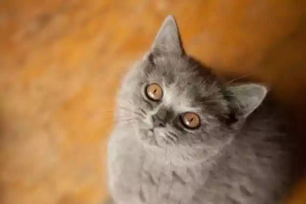 Obraz Kot, Brytyjski Krótkowłosy Kotek, Niebieski Kolor, Pomarań