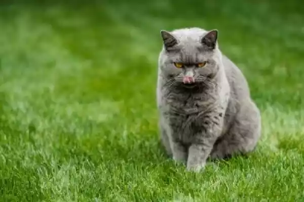 Obraz Brytyjski Niebieski Kot Lizuje Usta