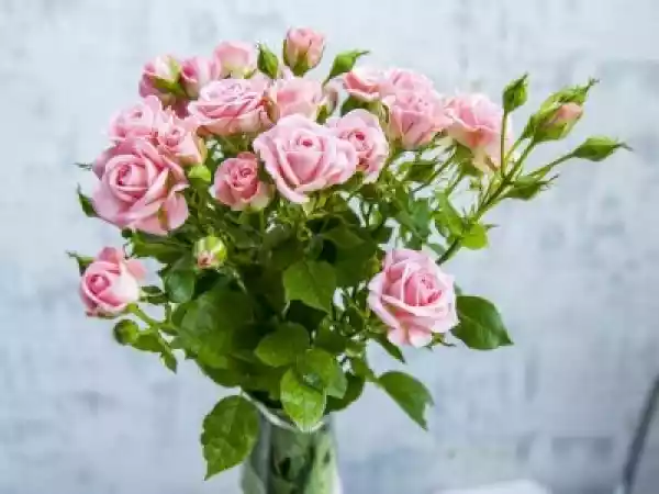 Obraz Bukiet Róż Piękne Różowe