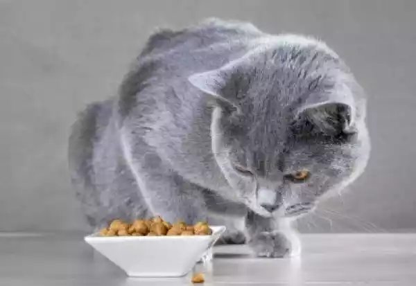 Obraz Brytyjski Niebieski Kot Zjada Kotów
