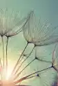 Obraz Dandelion Kwiat O Zachodzie Słońca. Szczegóły Pięknej Przy