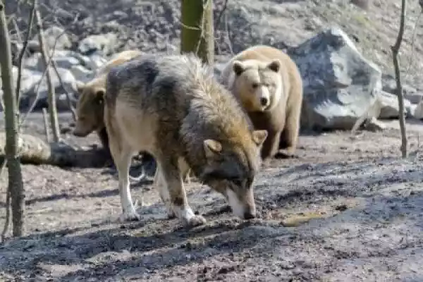 Obraz Gray Wolf (Canis Lupus) And Brown Bear (Ursus Arctos)