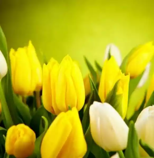 Obraz Żółte I Białe Kwiaty Z Zielonym Przestrzeni Kopii