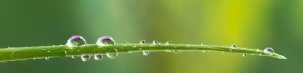 Obraz Krople Wody Na Trawie