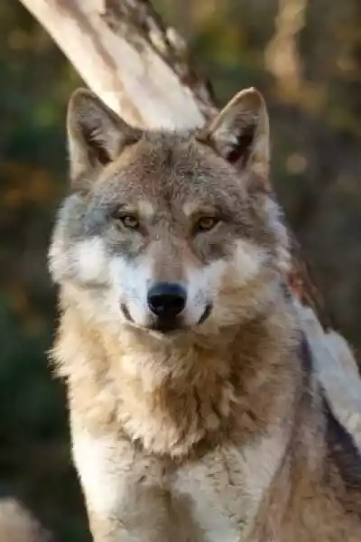 Obraz Szary Wilk - Canis Lupus