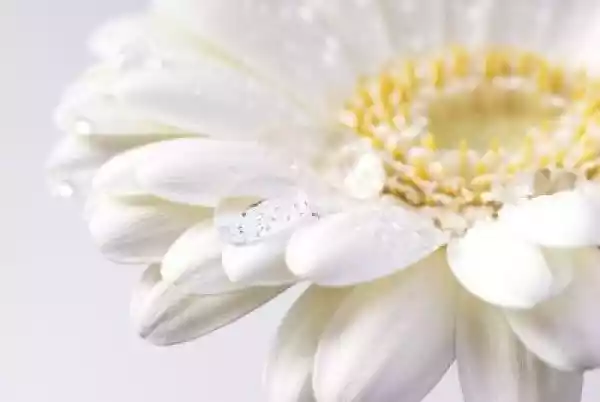 Obraz Biały Kwiat Z Krople Wody