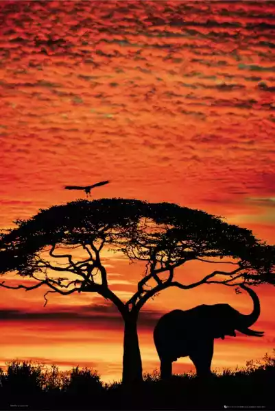 Słoń Afrykański - Zachód Słońca Na Sawannie - Plakat