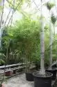Bambusa Vittata