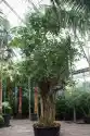 Ficus Bengalensis 