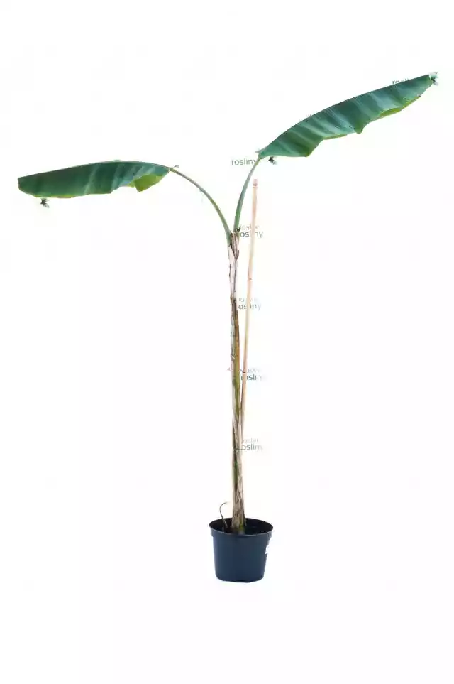 Bananowiec Musa Yunnanensis Drzewo