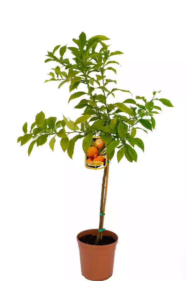Pomarańcza Gorzka Duże Drzewko