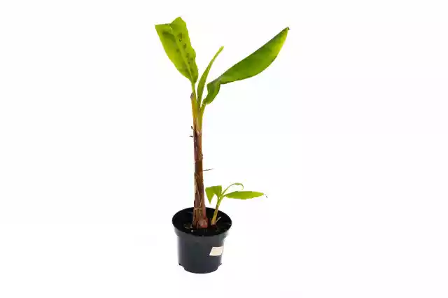 Bananowiec Musa Acuminata Grand Nain Duże Drzewko