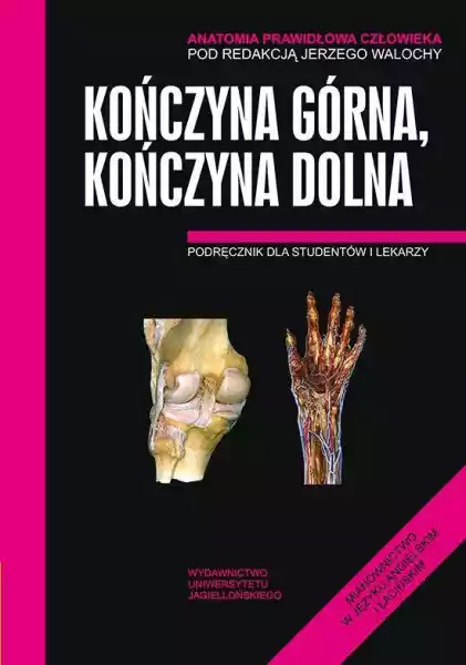 Anatomia Prawidłowa Człowieka Kończyna Górna Kończyna Dolna Podr