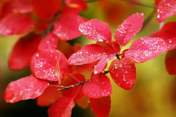 Fototapeta Krople Wody Na Jesiennych Czerwonych Liściach Fp 721