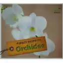  Orchidee 