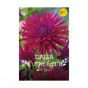 Dalia Purple Gem 1Szt. Cebulki Kwiatów