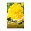Begonia Double Yellow 1Szt. Cebulki Kwiatów
