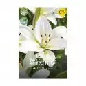 Lilia Kent 2Szt. Cebulki Kwiatów