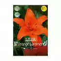 Lilia Orange Summer 2Szt. Cebulki Kwiatów
