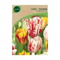 Geolia Tulipan Triumph Rembrandt Mix 6Szt. Cebulki Kwiatów Geolia