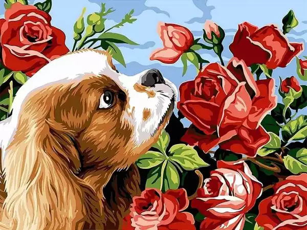 Norimpex Obraz Malowanie Po Numerach - Pies Z Różami
