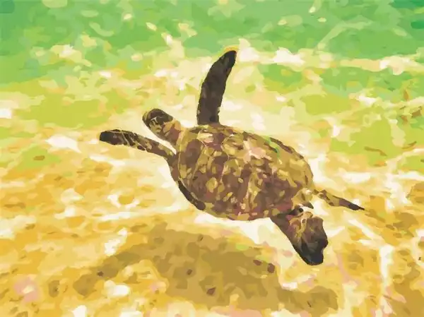 ﻿malowanie Po Numerach - Żółw Morskii 30X40Cm