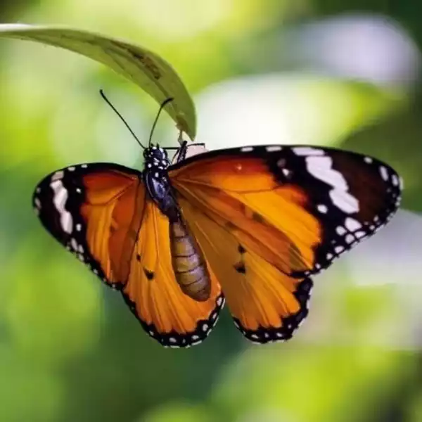 ﻿karnet Kwadrat Z Kopertą Tiger Butterfly