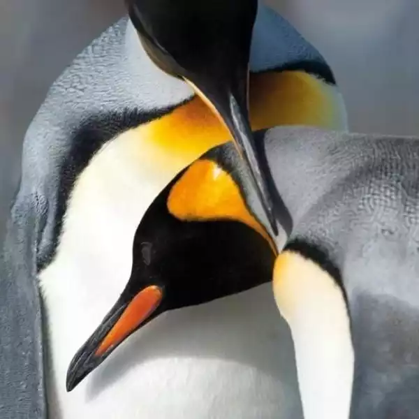 ﻿karnet Kwadrat Z Kopertą King Penguins